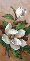 Magnolia Accents II Fine Art Print