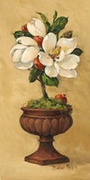 Magnolia Topiary I Fine Art Print