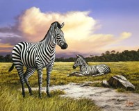 Zebras Fine Art Print