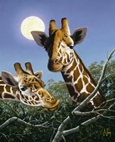 Tree Tops Fine Art Print