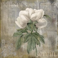 Pensees Serein Fine Art Print
