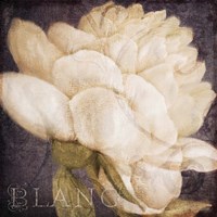 Coleurs Blanc Fine Art Print