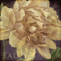 Coleurs Jaune Fine Art Print