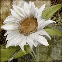 White Sunflower I Fine Art Print