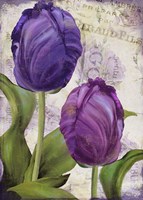 Parrot Tulips I Fine Art Print