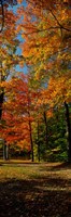 Autumn trees in a forest, Orchard Park, New York Fine Art Print