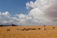 Flock of Sheep Grazing in a Farm, South Africa Fine Art Print