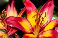 Tiger lily flowers Fine Art Print