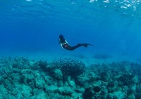 View of Mermaid Swimming Undersea, Hawaii Fine Art Print