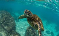 Green Sea Turtle Swimming in the Pacific Ocean, Hawaii Fine Art Print