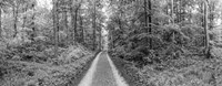 Dirt Road Passing through a Forest, Baden-Wurttemberg, Germany Fine Art Print