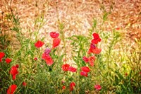 Close-up of Wilting Poppies Fine Art Print
