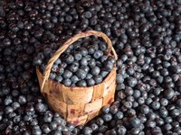 Blueberries at Market, Helsinki, Finland Fine Art Print