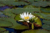Water Lily in a Pond, Florida Fine Art Print