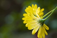 Close-Up of Raindrops on Voltage Yellow African Daisy Flowers, Florida Fine Art Print