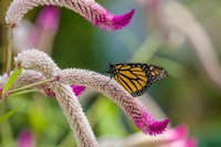 Close-up of Monarch Butterfly Pollinating Flowers, Florida Fine Art Print
