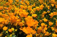 Close-Up of Poppies in a field, Diamond Valley Lake, California Fine Art Print
