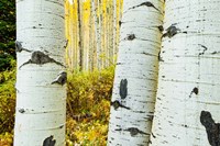 Detail of Aspen Tree, Colorado Fine Art Print