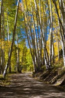 Road Passing through a Forest, Maroon Creek Valley, Aspen, Colorado Fine Art Print