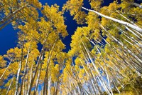 Aspen Tree Tops in Maroon Bells, Aspen, Colorado Fine Art Print