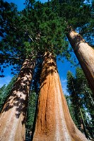 Giant Sequoia Trees in Sequoia National Park, California Fine Art Print