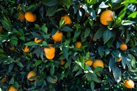 Oranges Growing on a Tree, California Fine Art Print