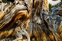 Close-Up of Pine tree, Ancient Bristlecone Pine Forest, White Mountains, California Fine Art Print