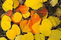 Close-Up of Fallen Leaves, Maroon Creek Valley, Aspen, Colorado Fine Art Print