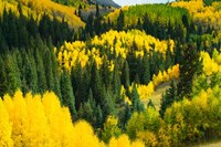 Elevated View of Aspen trees, Maroon Creek Valley, Aspen, Colorado Fine Art Print