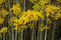 Autumn Trees in Maroon Creek Valley, Aspen, Colorado Fine Art Print