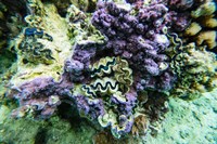 Coral Reef in the Pacific Ocean, Tahiti, French Polynesia Fine Art Print