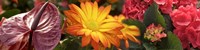 Close-up of Red Anthurium, Gerbera Daisy and Red Hydrangeas Fine Art Print