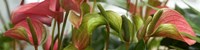 Close-up of Anthurium Plant Fine Art Print