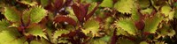 Close-up of Coleus Leaves Fine Art Print