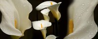 Close-up of Calla Lily Flowers Fine Art Print
