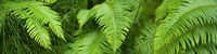 Close-up of Ferns Fine Art Print