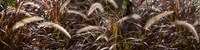 Close-up of Ornamental Grass Fine Art Print