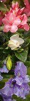 Close-up of Rhododendron and Iris flowers Fine Art Print