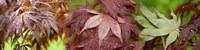 Close-up of Japanese Maple Leaves Fine Art Print