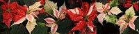 Close-up of Poinsettia Flowers Fine Art Print