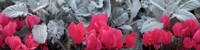 Close-up of Pink Cyclamen and Silver Dust Leaves Fine Art Print