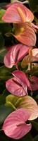 Close-up of Anthurium Plants Fine Art Print