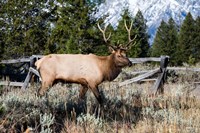Elk in Field, Grand Teton National Park, Wyoming Fine Art Print