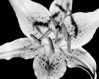 Close up of Lily flower (BW) Fine Art Print