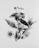 Close-up of Abstract Flower Arrangement (BW) Fine Art Print