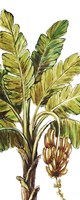 Tropical Palm Paradise II Framed Print