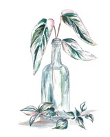 Island Tropics Frond in Bottle III Fine Art Print