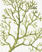 Mixed Greens XXV Fine Art Print