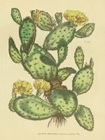 Herbal Botanical XXIX Framed Print