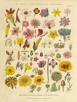 Herbal Botanical XI Framed Print